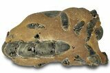 Fossil Mud Lobster (Thalassina) - Gunn Poin, Australia #307791-1